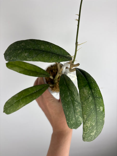 Hoya sp. (Northern Sumatra) silver splash