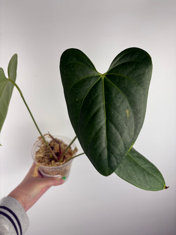 Anthurium dark pheonix x black nero B