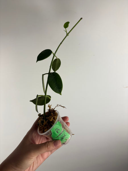 hoya lauterbachii A