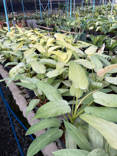 Philodendron whipple way mint