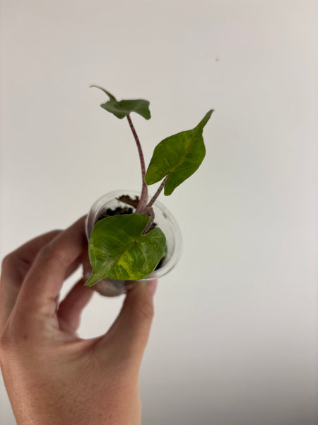 Alocasia stingray aurea