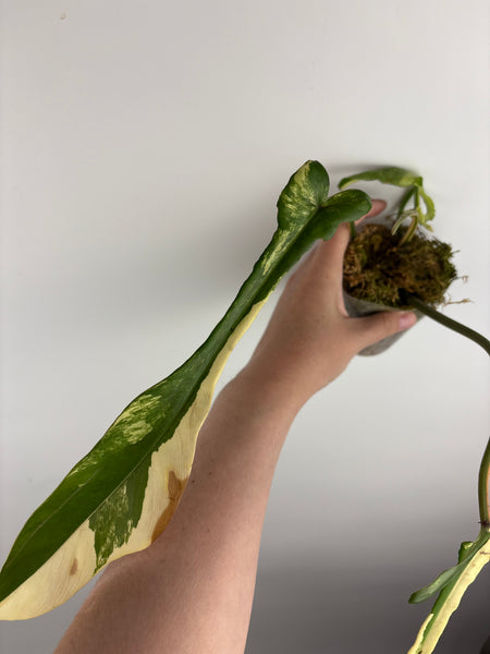 Philodendron Joepii var (Thailand) as is