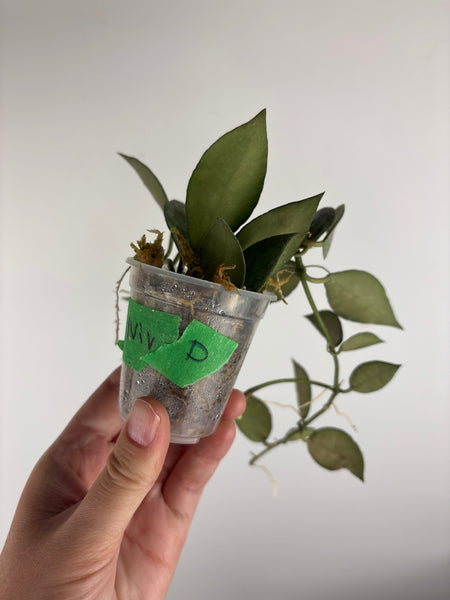 hoya lacunosa nirwana D
