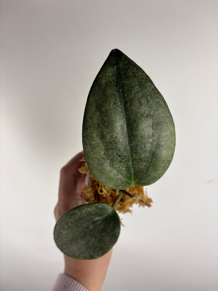 Hoya Latifolia 'rimba perak' B