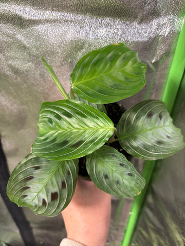 Maranta black