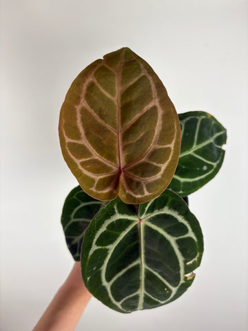 Anthurium 'Memoria Tim Anderson’ - (Doc Block Zara × Doc Block Michelle) X Anthurium Red Crystallinum from USA - 3