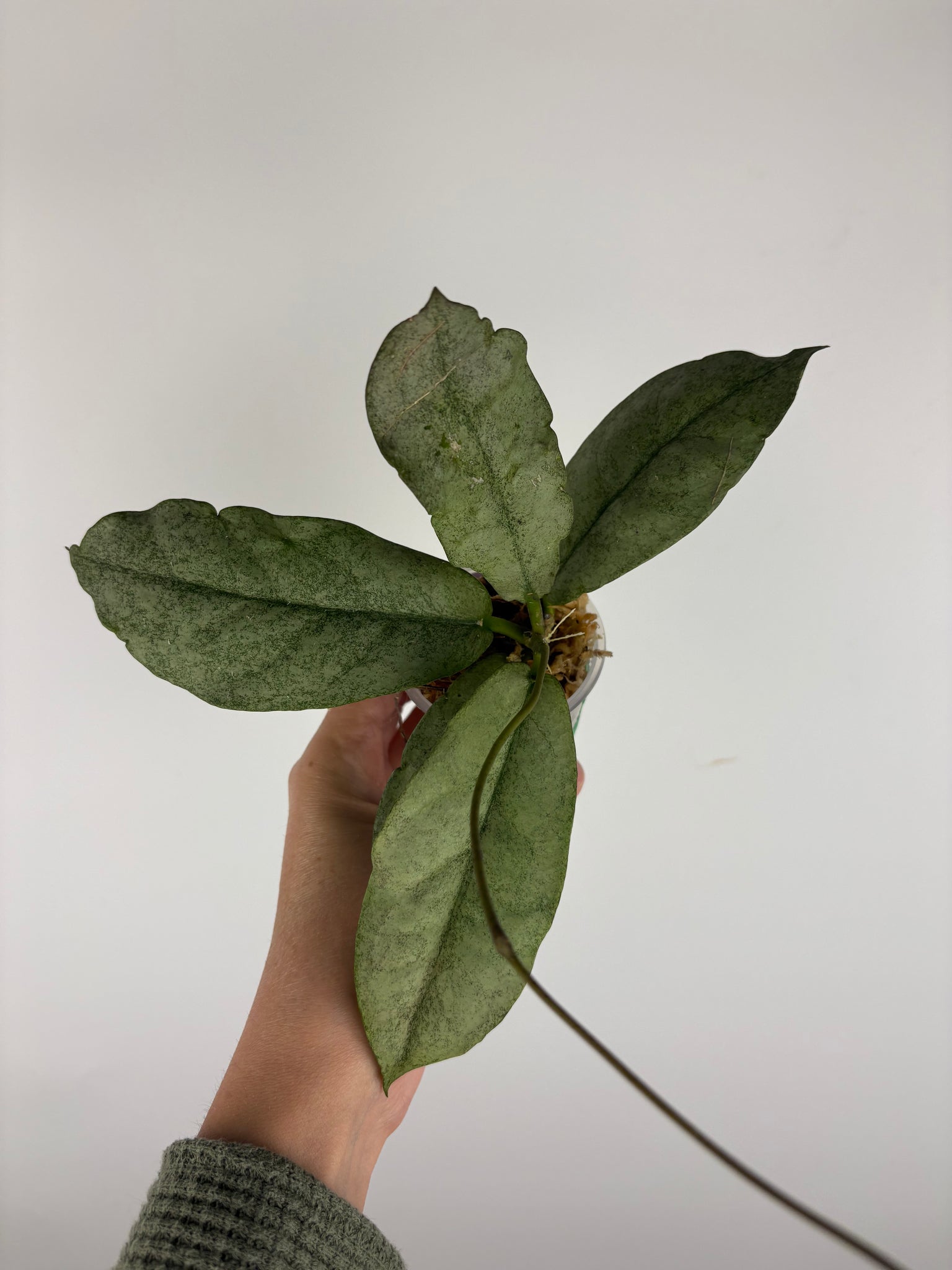 Hoya mitrata silver sp kapuas hulu 7