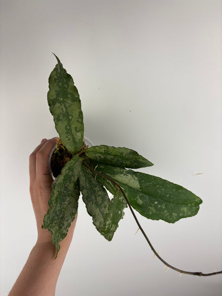 Hoya Undulata silver C