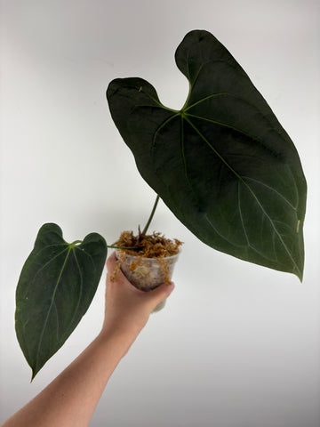 Anthurium Fort Sherman x Dark Pheonix