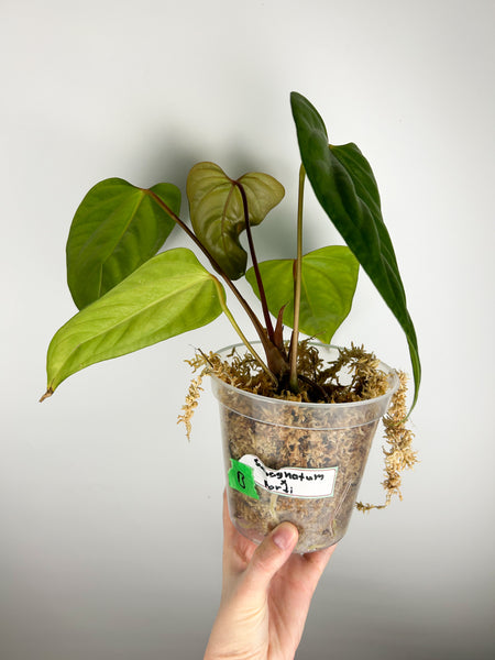 Anthurium subsignatum x portillae Indonesia B