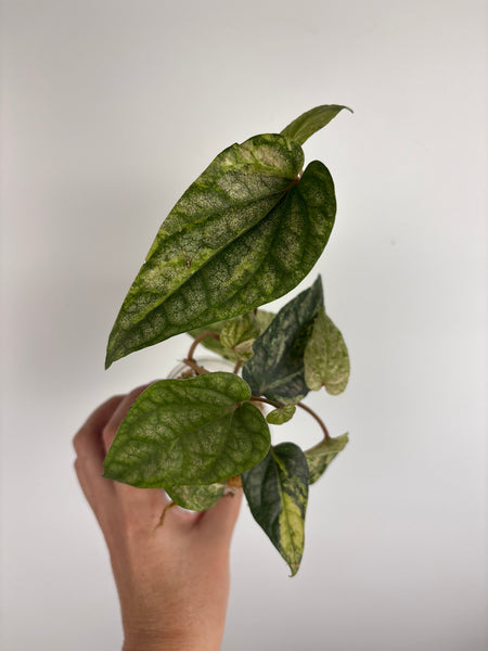 Piper ornatum variegated