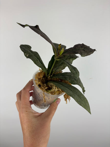 Hoya mitrata silver borneo