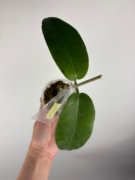 hoya stenakei dark B