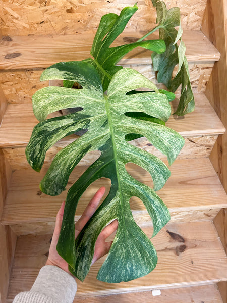 Monstera mint - large plant