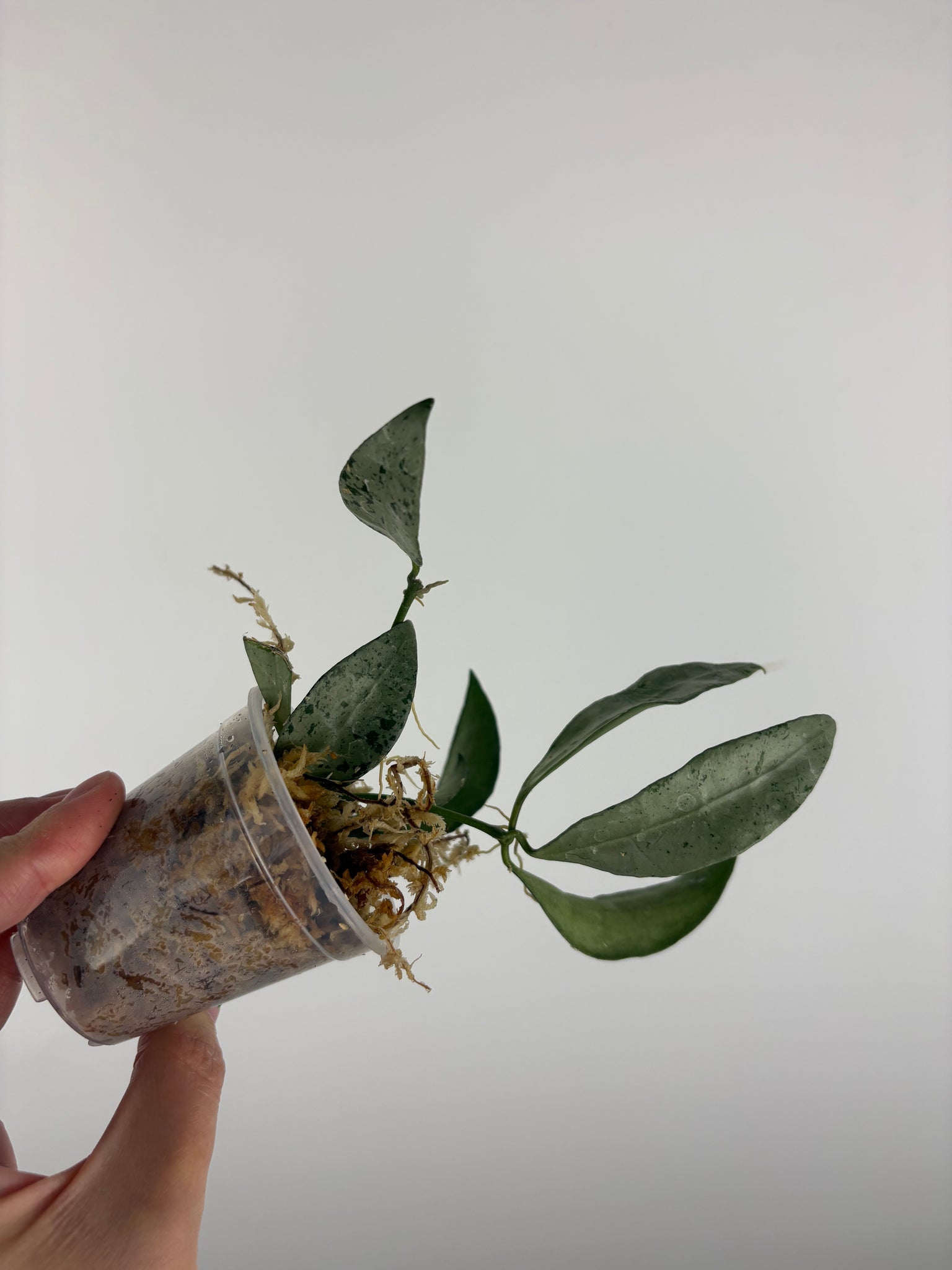 hoya lacunosa silver silvana 5