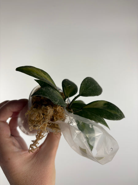 hoya nabawanensis variegated A