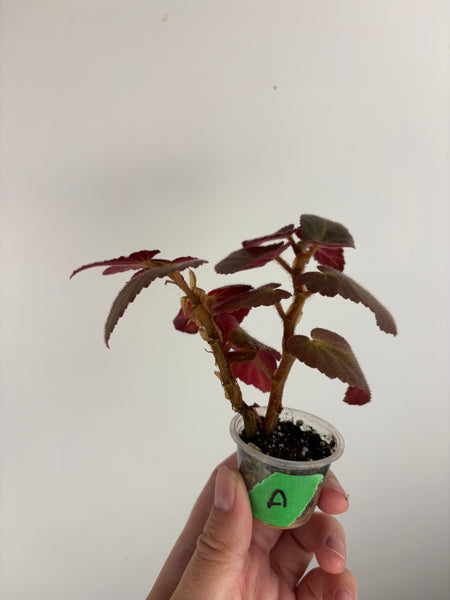 Begonia Withlacoochee variegated reverted A