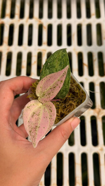 Dioscorea Crape Color (Thailand) unacclimated