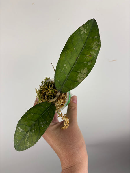 Hoya sp aceh tamiang A