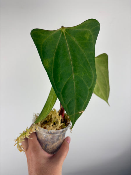 Anthurium black sweet x Fort Sherman A2