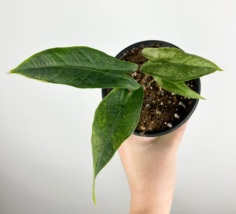 Alocasia Sulawesi green carpet Variegated A