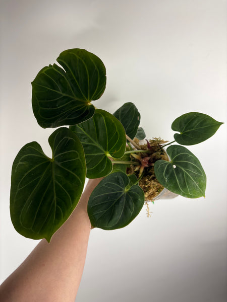 Anthurium king of spades C multi growth