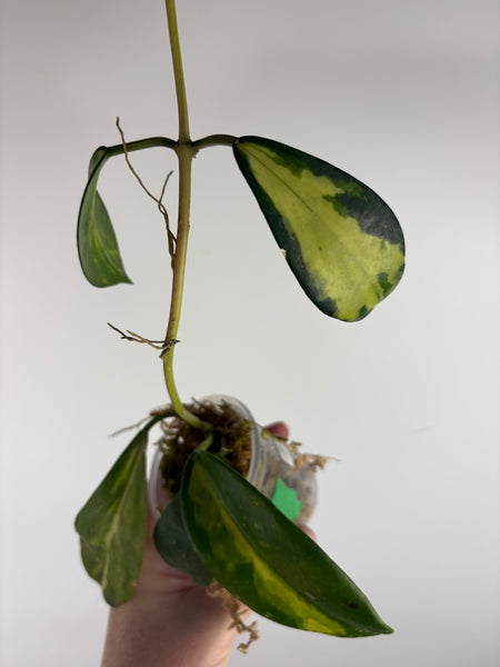 hoya diversifolia maharani C