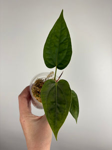Anthurium red spider x luxurians H