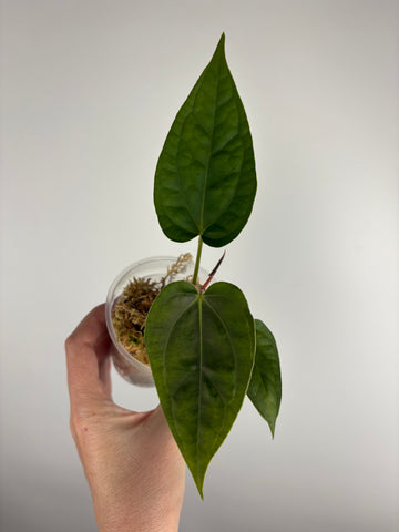 Anthurium red spider x luxurians H