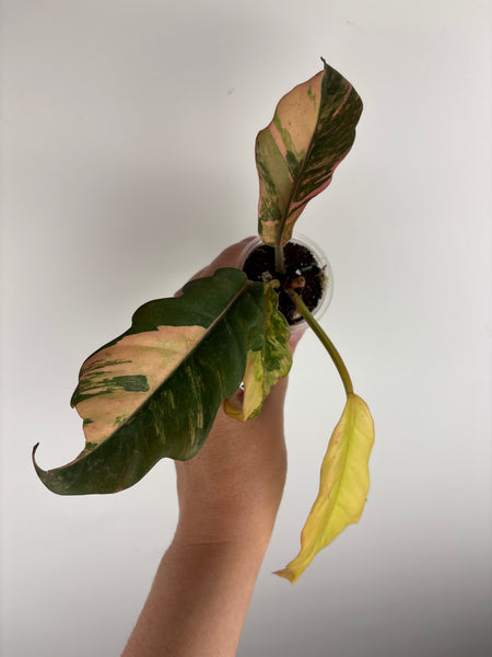Philodendron caramel marble