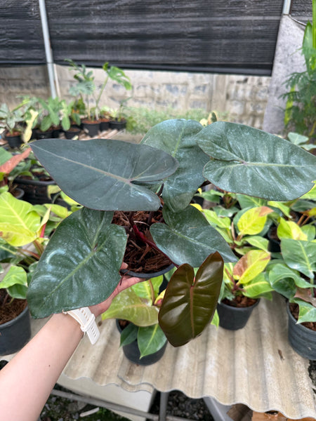 Philodendron Pink princess x billietiae