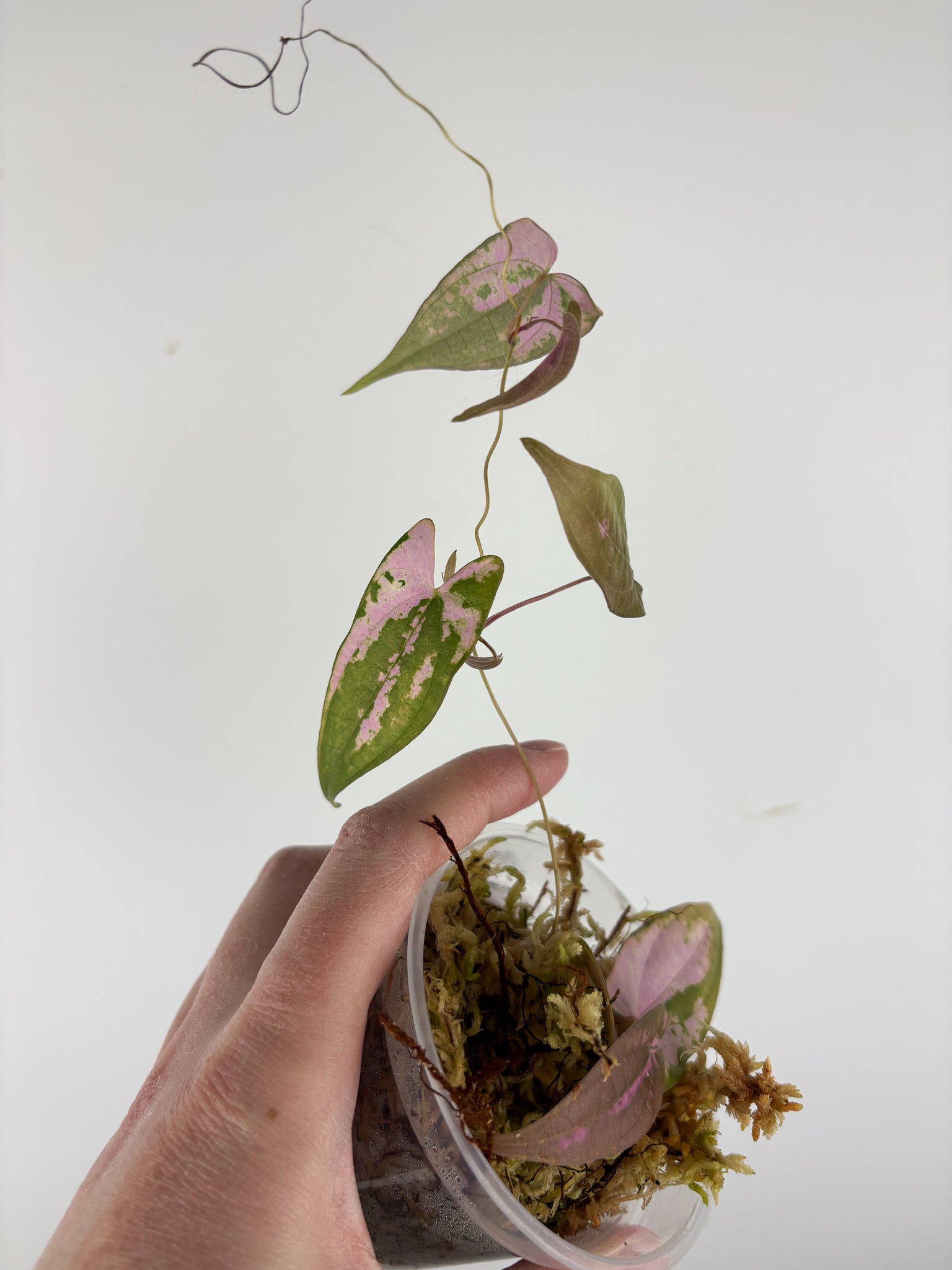 Dioscorea Filiformis ‘Gamma Ray’ - LIGHTLY ROOTED PROP