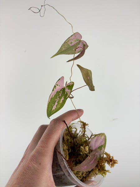 Dioscorea Filiformis ‘Gamma Ray’ - LIGHTLY ROOTED PROP