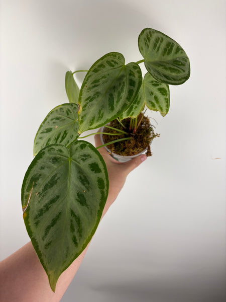 Anthurium silver butterfly
