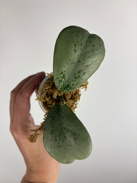 Hoya Chang dao silver B