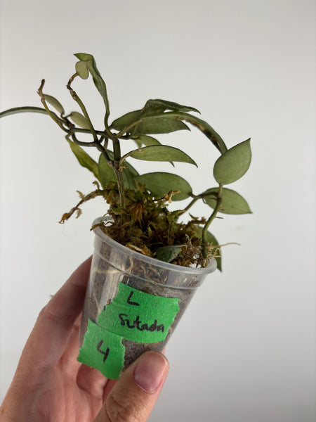 Hoya lacunosa sulcata 4