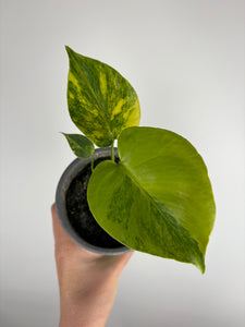 Monstera Yellow Marilyn B