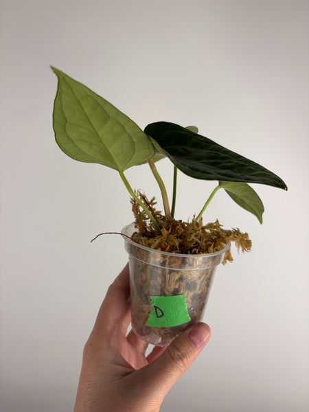 Anthurium red spider x luxurians D