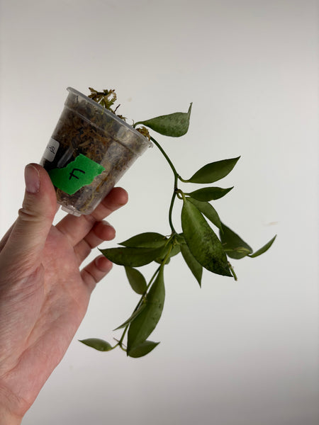 hoya lacunosa HSL F