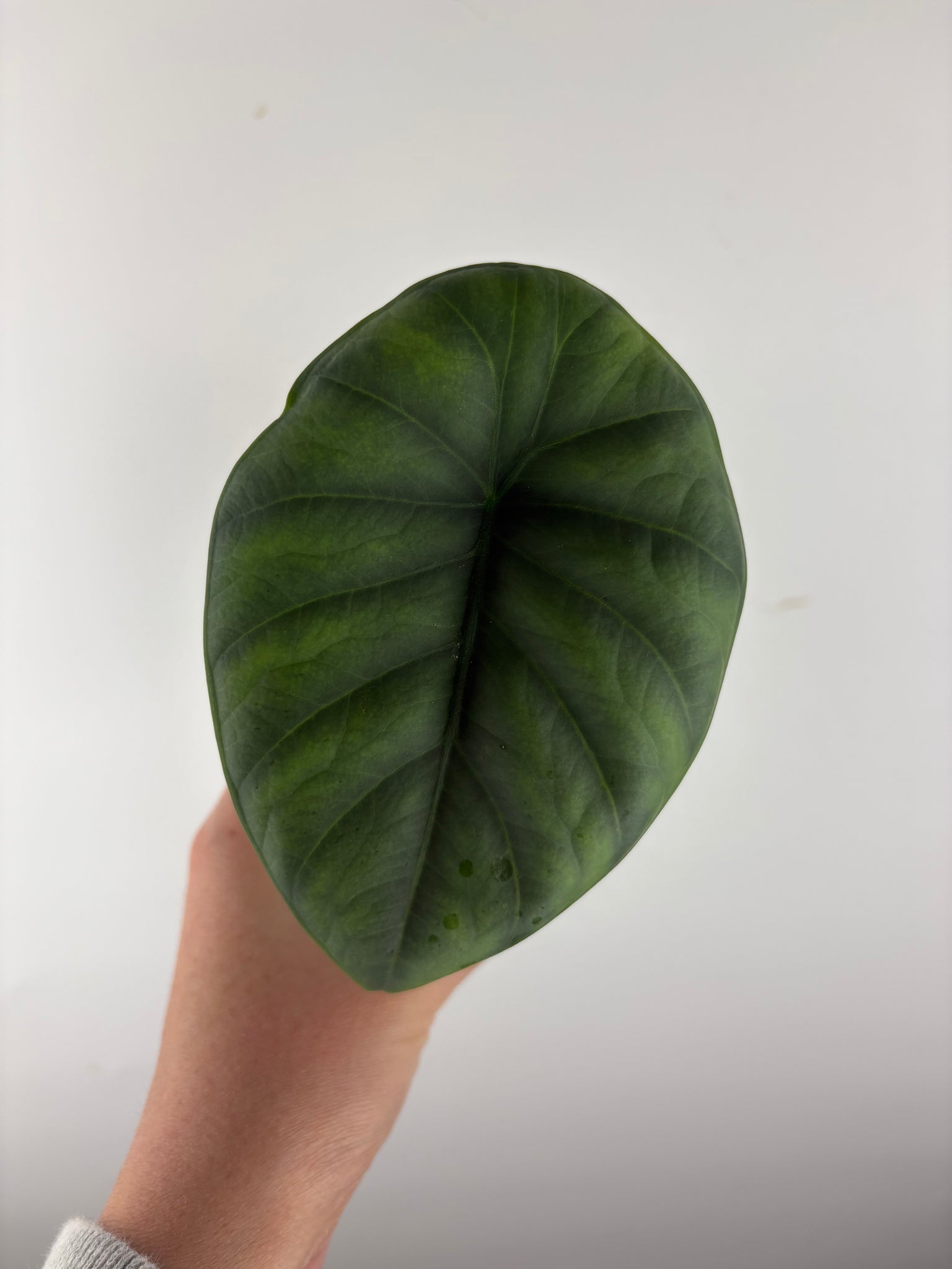 Alocasia chaii