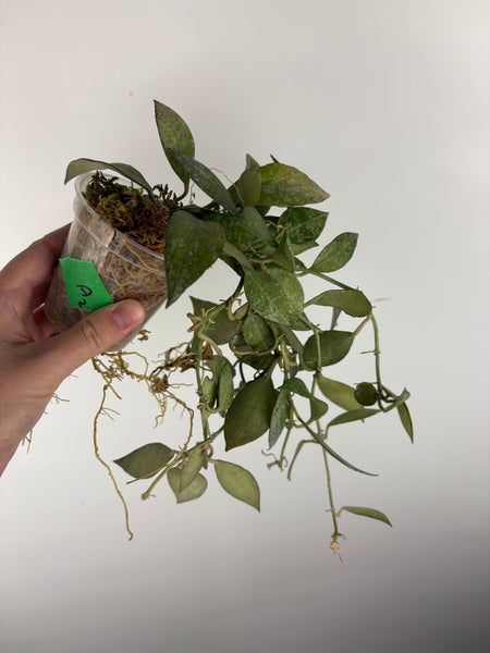 hoya lacunosa green mint A2