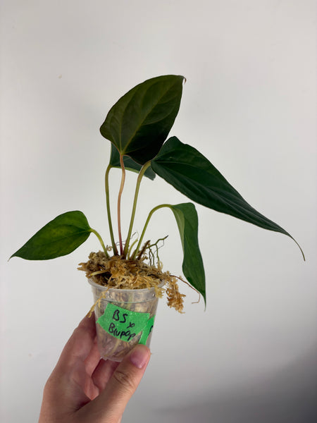 Anthurium Black sweet x blue pap A1
