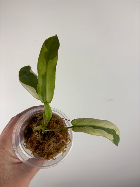 Philodendron atabapoense mutation (Thailand)