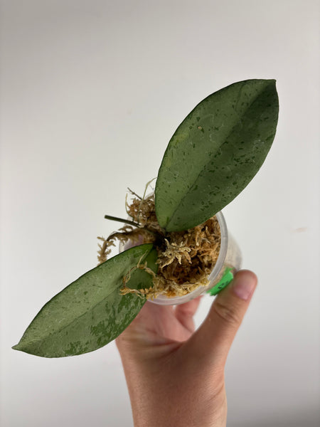 hoya blizzard B