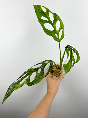 Monstera adansonii indo mint/marble D