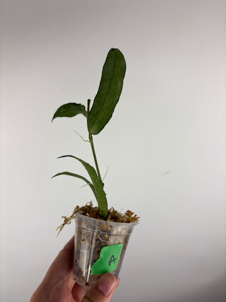 hoya pandurata silver A
