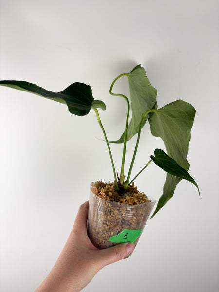 Anthurium delta force B