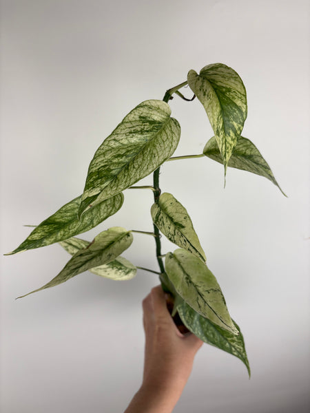 Epipremnum devil