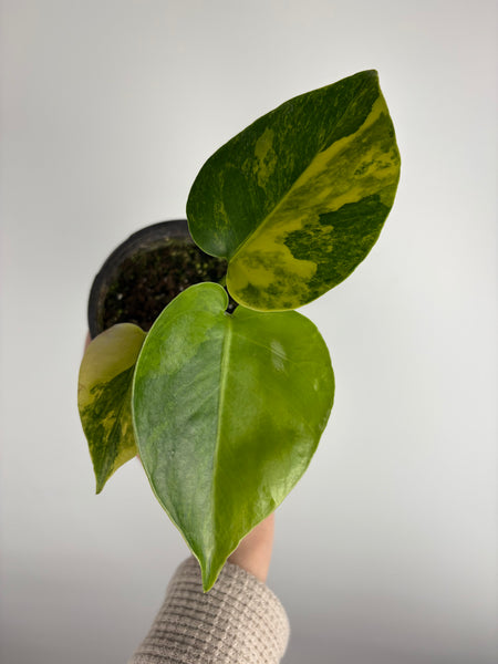 Monstera Yellow Marilyn C