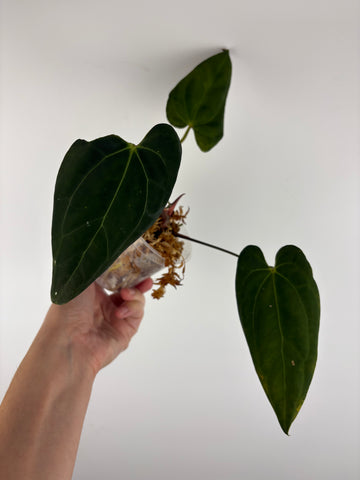 Anthurium blue papi x aos 1
